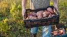 Ein Landwirt trägt geerntete Süßkartoffeln von einem Feld (Archiv- und Symbolbild) | Bild: stock.adobe.com/alexeg84