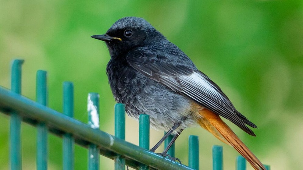 Ein Hausrotschwanz sitzt auf einem Zaun. Ein männlicher Hausrotschwanz ist grauschwarz gefärbt. Die Vogelart wurde gerade zum "Vogel des Jahres" 2025 gewählt. | Bild: dpa-Bildfunk/Georg Moritz