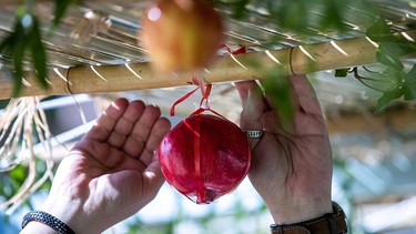 An Sukkot schmücken Jüdinnen und Juden ihre Laubhütten mit Obst und Gemüse.  | Bild: picture alliance/dpa/dpa-Zentralbild | Jens Büttner