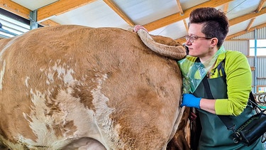 Tierärztin Tanja Wagner bei der Besamung einer Kuh | Bild: BR / Hans Hinterberger
