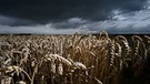 Ein Weizenfeld | Bild: BR