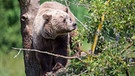 Symbolbild: Braunbär im Wildpark Poing | Bild: dpa-Bildfunk/Lino Mirgeler