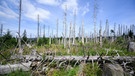 PRODUKTION - 25.07.2024, Niedersachsen, Oderbrück: Ein vom Borkenkäfer zerstörter Fichtenwald steht im Nationalpark Harz. Schädlinge wie der Borkenkäfer, Trockenheit und Klimawandel setzen dem deutschen Wald schwer zu. Ganze Landschaften und Naturräume verändern sich. Im Harz hat der Borkenkäfer zehntausende Hektar Fichtenwälder zerstört. (zu dpa: «Der deutsche Wald verschwindet») Foto: Julian Stratenschulte/dpa +++ dpa-Bildfunk +++ | Bild: dpa-Bildfunk/Julian Stratenschulte