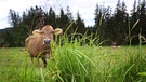 Ein Kuh beim Weiden auf der grünen Wiese. | Bild: picture alliance/dpa | Karl-Josef Hildenbrand