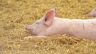 Ein Schwein liegt im Stroh. | Bild: picture alliance / Zoonar | Olena Vasylieva