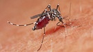 Asiatische Tigermücke, auch Aedes albopictus | Bild: picture alliance / blickwinkel/H. Bellmann/F. Hecke | H. Bellmann/F. Hecker