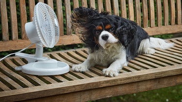 Hund auf einer Bank mit Ventilator | Bild: picture alliance/APA/picturedesk.com