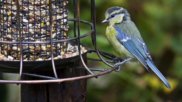 Blaumeise am Vogelfutterhäuschen im Garten | Bild: picture alliance / imageBROKER | alimdi / Arterra