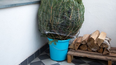 Ein zugebundener Tannenbaum steht in einem blauen Eimer auf dem Balkon | Bild: picture alliance / dpa Themendienst | Florian Schuh