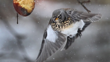 Eine Drossel steuert in einem Garten auf einen Apfel zu. | Bild: picture alliance / dpa | Karl-Josef Hildenbrand