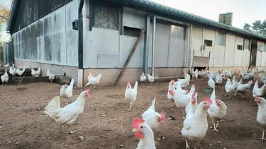 Freilaufhaltung von Hühnern auf einem Geflügelhof in Feucht. | Bild: BR24/Sophia Ruhstorfer