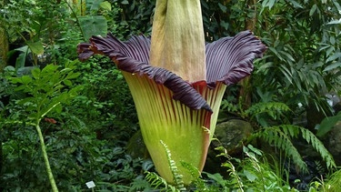 Eine Blüte der Titanwurz (Archivbild) | Bild: Ökologisch-Botanischer Garten Universität Bayreuth