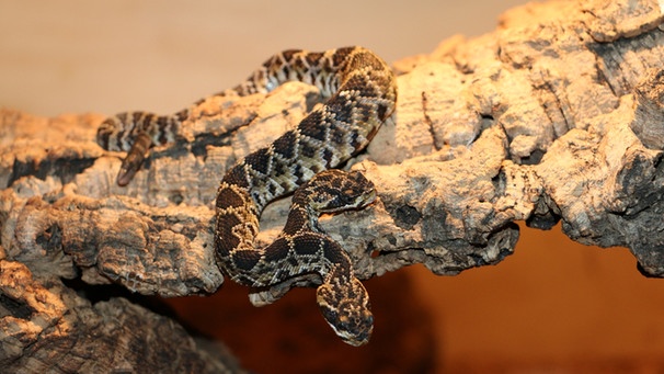 Zweiköpfige Klapperschlange | Bild: Reptilienzoo Scheidegg KG