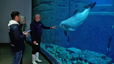 Untersuchung eines Delfins im Blauen Salon im Tiergarten Nürnberg | Bild: BR24/Tina Wenzel