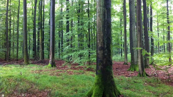 Erste Waldführung des Vereins "Nationalpark Steigerwald" in Handthal | Bild: BR-Mainfranken/Achim Winkelmann