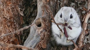 Wo versteckt sich das Gleithörnchen? | Gleithörnchen sitzt auf einem Ast. | Bild: BR |Text und Bild Medienproduktion