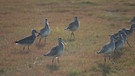 Der zweite Teil der Reise um die Welt beginnt für die Expedition in der heimatlich vertraut anmutenden Landschaft der kanadischen Küstenwälder. Im Bild: Wattvögel. | Bild: BR