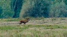 Der Platzhirsch röhrt bei der Hirschbrunft. | Bild: BR/Text und Bild Medienproduktion GmbH & Co. KG/Michael Jany