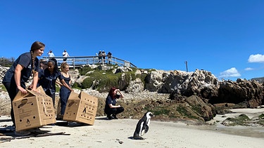 Auswilderung von Pinguinen - die Niederbayerinnen Jessy und Steffi dürfen Teil sein bei diesem wundervollen Moment. | Bild: BR/Constantin Entertainment GmbH/Josephine Steiskal