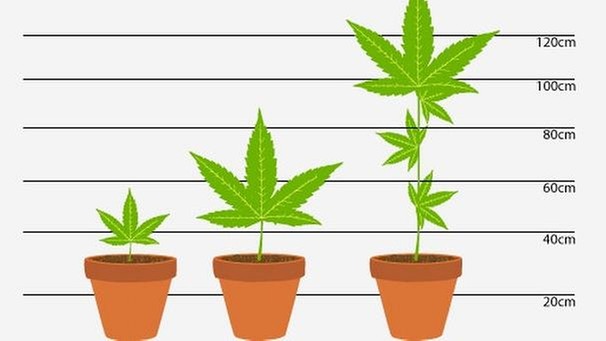 Strafe für den Anbau von Cannabis in Deutschland