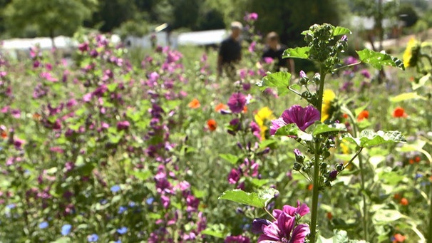 Biodiversitätsgarten Veitshöchheim | Bild: BR