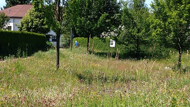 Allgäuer Blumenwiesen: Allgäuer Blühwiese Markgrafenstraße Kaufbeuren | Bild: Galina Kirsunova