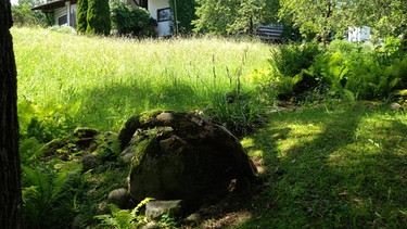 Allgäuer Blumenwiesen: Viele Lebensräume in Christoph Greifenhagens Garten | Bild: Galina Kirsunova