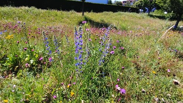 Allgäuer Blumenwiesen: Wildblumenwiese in Marktgrafenstraße  | Bild: Galina Kirsunova