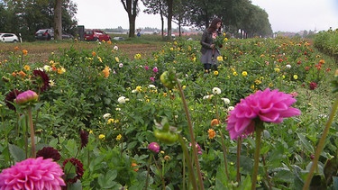 Dahlien - Schnittblumen vom Feld | Bild: BR