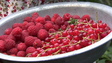 Beeren zum Anschauen und Naschen | Bild: BR