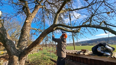 Apfelbaum sanieren mit Gärtner Elias Schmitt (Heroldsbach, Lkr. Forchheim)
| Bild: Jan Kerckhoff