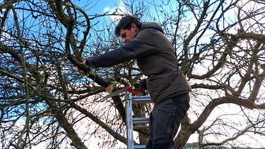 Apfelbaum sanieren mit Gärtner Elias Schmitt (Heroldsbach, Lkr. Forchheim)
| Bild: Jan Kerckhoff