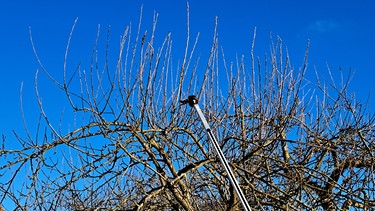 Apfelbaum sanieren mit Gärtner Elias Schmitt (Heroldsbach, Lkr. Forchheim)
| Bild: Jan Kerckhoff