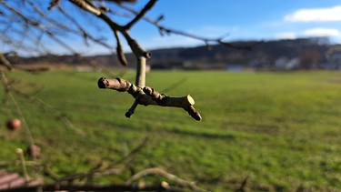 Apfelbaum sanieren mit Gärtner Elias Schmitt (Heroldsbach, Lkr. Forchheim)
| Bild: Jan Kerckhoff