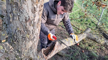 Apfelbaum sanieren mit Gärtner Elias Schmitt (Heroldsbach, Lkr. Forchheim)
| Bild: Jan Kerckhoff