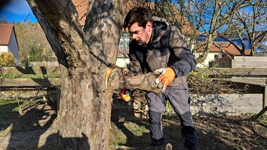 Apfelbaum sanieren mit Gärtner Elias Schmitt (Heroldsbach, Lkr. Forchheim)
| Bild: Jan Kerckhoff