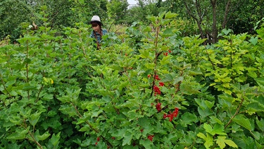 Beerenobst ernten und verarbeiten im Querbeet-Garten mit Sabrina Nitsche | Bild: Tobias Bode