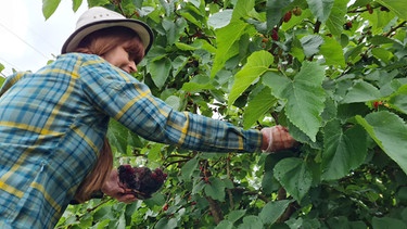 Beerenobst ernten und verarbeiten im Querbeet-Garten mit Sabrina Nitsche | Bild: Tobias Bode