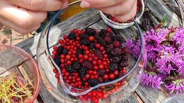 Beerenobst ernten und verarbeiten im Querbeet-Garten mit Sabrina Nitsche | Bild: Tobias Bode