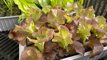 Canna (Blumenrohr) auswintern und Salat pflanzen im Querbeet-Garten mit Sabrina Nitsche | Bild: Julia Schade