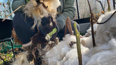 Canna (Blumenrohr) auswintern und Salat pflanzen im Querbeet-Garten mit Sabrina Nitsche | Bild: Julia Schade