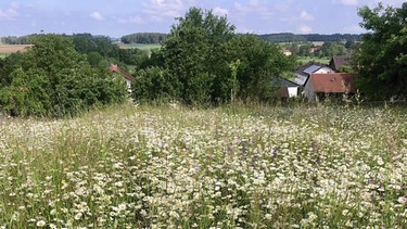 Drei Gartenschätze in Vilsbiburg: alter Mirabellenbaum, der Gemüsegarten, die Blumenwiese mit Sabrina Nitsche und Andrea Fella
| Bild: Andrea Fella