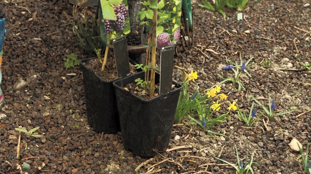 &quot;Querbeet&quot;Garten Neue Beerensträucher Querbeet BR