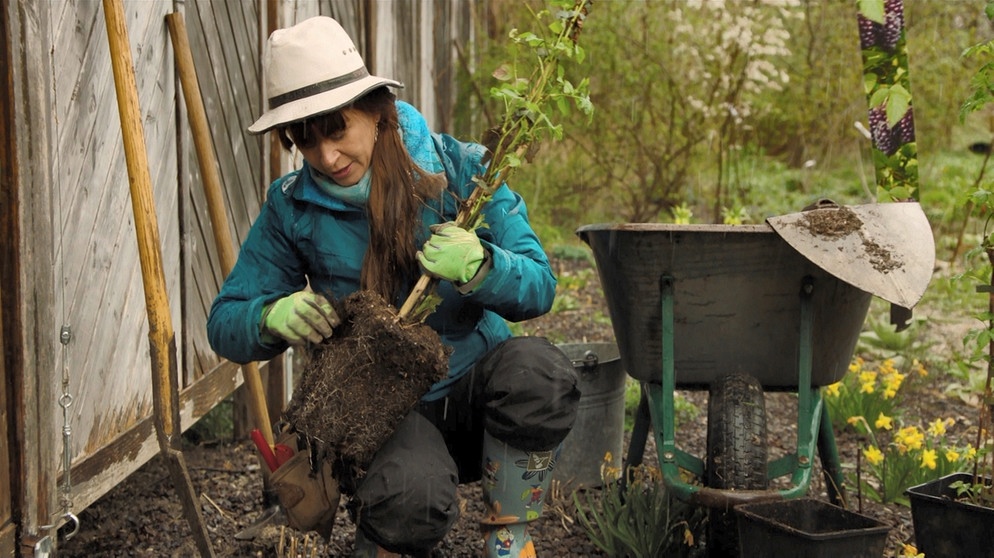 &quot;Querbeet&quot;Garten Neue Beerensträucher Querbeet BR