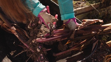 Pflanzen einwintern (Canna und Mini-Seerose) im Querbeet-Garten mit Sabrina Nitsche | Bild: BR / Tibor Blasy