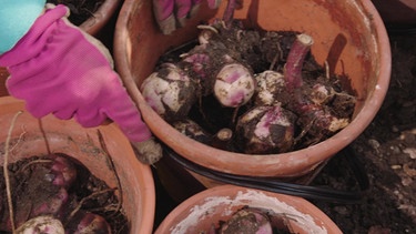 Pflanzen einwintern (Canna und Mini-Seerose) im Querbeet-Garten mit Sabrina Nitsche | Bild: BR / Tibor Blasy