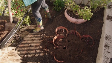 Pflanzen einwintern (Canna und Mini-Seerose) im Querbeet-Garten mit Sabrina Nitsche | Bild: BR / Tibor Blasy