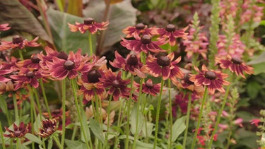 Pflanzen aus Insektensicht im Botanischen Garten München mit Till Hägele | Bild: BR / Michael Ackermann