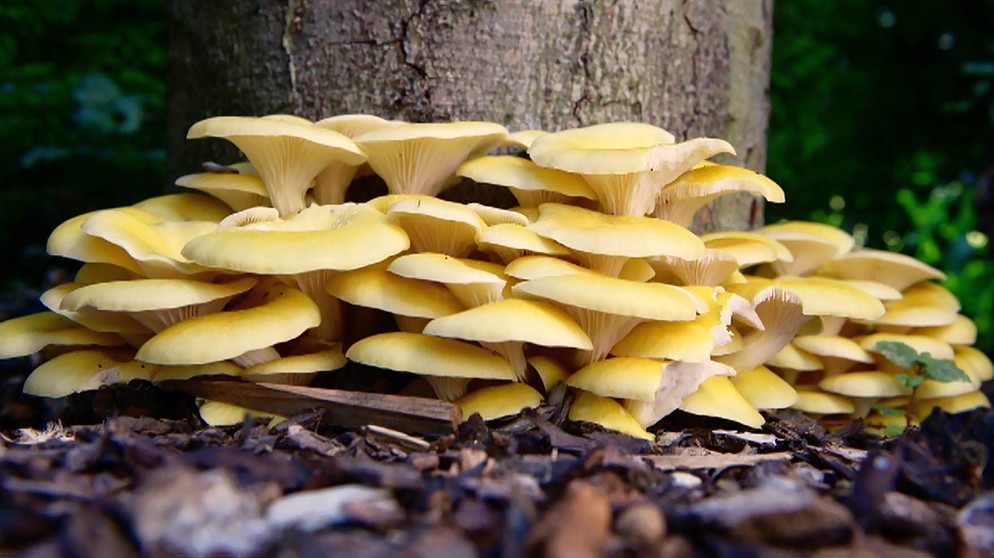 Pilz Garten Schwammerlschwemme Im Garten Querbeet Br