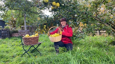 Quitten im Querbeet-Garten -  Ernte und Rezept: Fruchtriegel mit Quitte (mit Sabrina Nitsche | Bild: Julia Schade